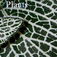 Plants