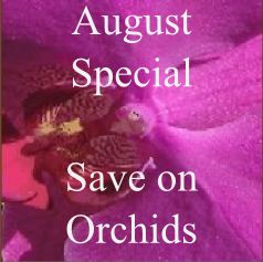 August Special, Save on Orchids